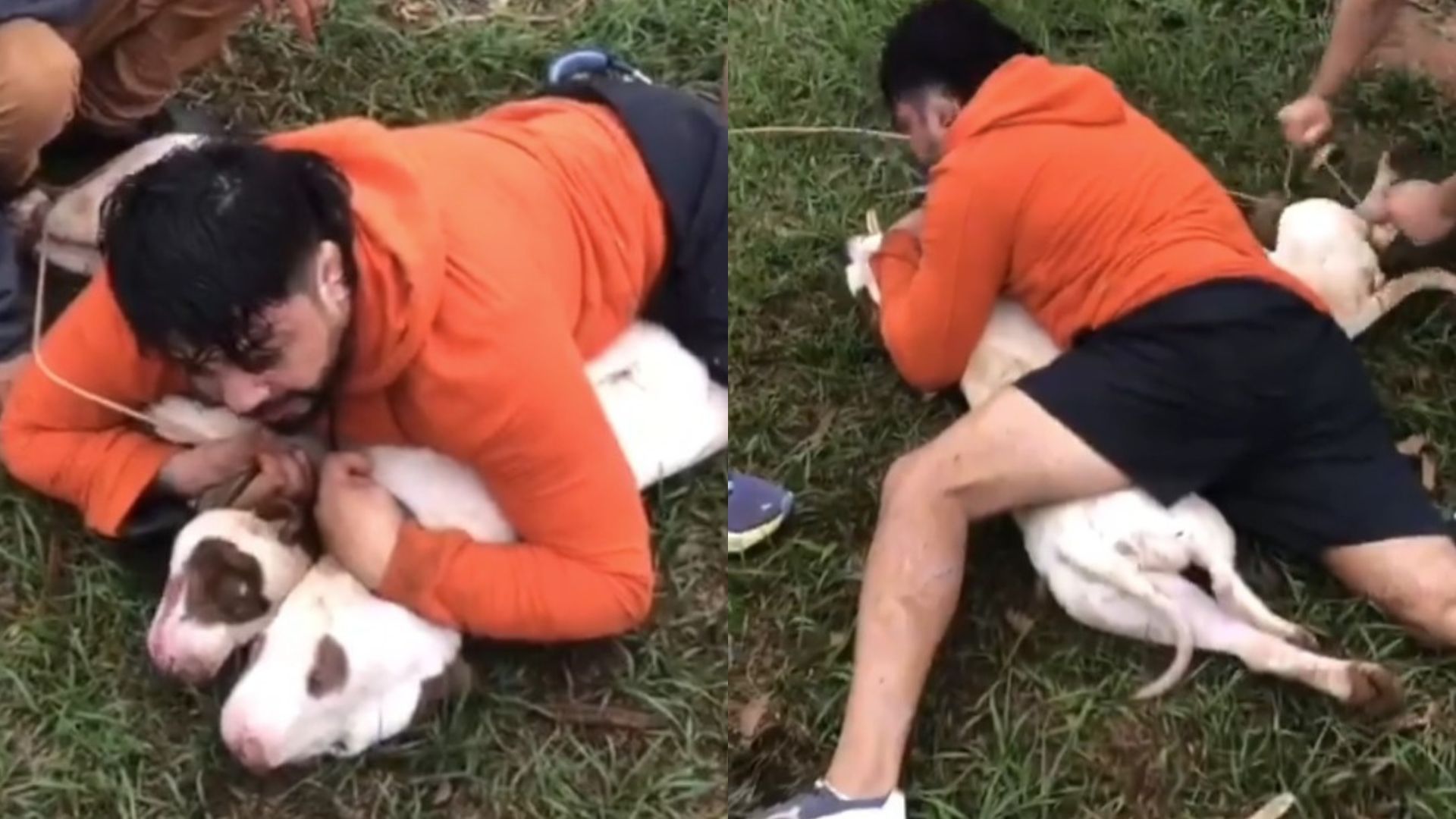 Professor de Muay Thai é atacado por dois pitbulls e imobiliza animais no Mato Grosso do Sul