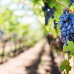 Vamos conversar sobre as pragas e doenças das videiras?