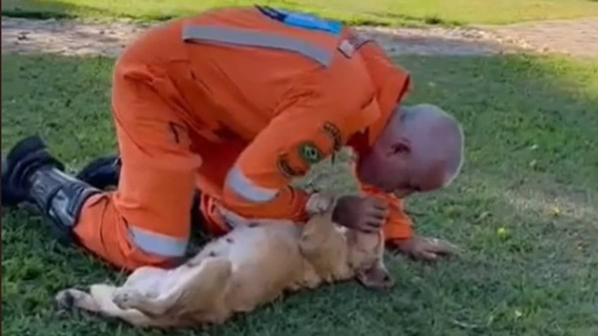 Vídeo: cadela caramelo se finge de morta para auxiliar professor dos bombeiros a ensinar técnica de reanimação