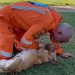 Vídeo: cadela caramelo se finge de morta para auxiliar professor dos bombeiros a ensinar técnica de reanimação