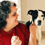 5 mitos e verdades sobre cães vira-latas