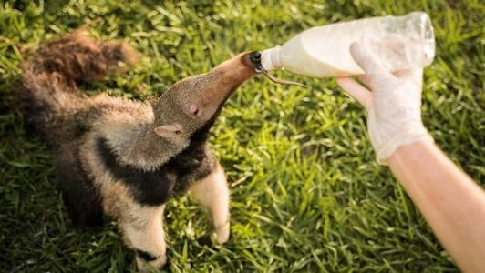 Projeto acolhe filhotes órfãos de tamanduás-bandeira