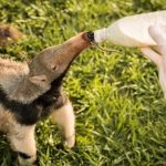 Projeto em Minas prepara soltura de 20º tamanduá-bandeira em reabilitação