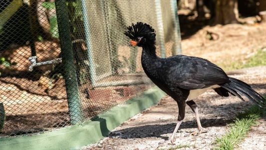 Projeto Mutum reintroduz aves silvestres ameaçadas de extinção