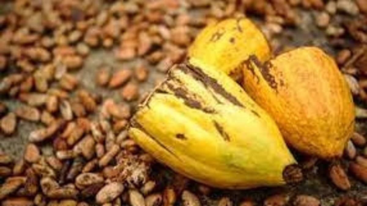 FAO e Ministério da Agricultura lançam projeto para fortalecer cultivo de cacau