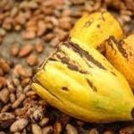 FAO e Ministério da Agricultura lançam projeto para fortalecer cultivo de cacau