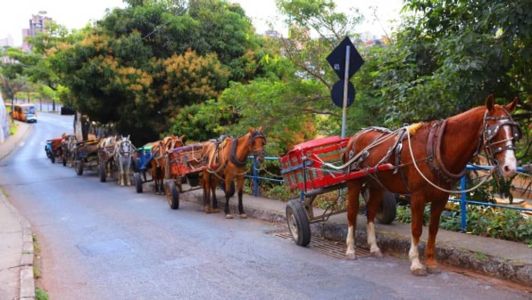 Projeto sobre proibição de carroças foi aprovado na Câmara em outubro