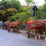 Defensoria Pública quer veto a projeto que proíbe carroças em BH a partir de 2026