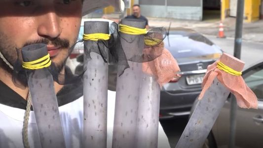 Projeto tem parceria com Fundação Oswaldo Cruz e World Mosquito Program, sem fins lucrativos