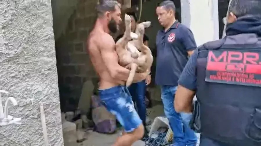 Pitbull é morto a tiros após atacar promotor de justiça no Rio de Janeiro