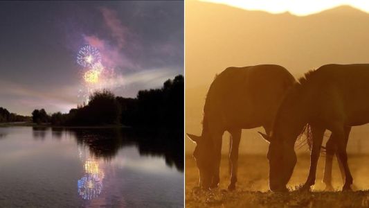 Dono de chácara é condenado por morte de cavalos após uso de fogos de artifício | CNN Brasil