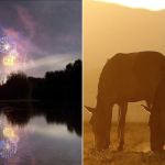Dono de chácara é condenado por morte de cavalos após uso de fogos de artifício