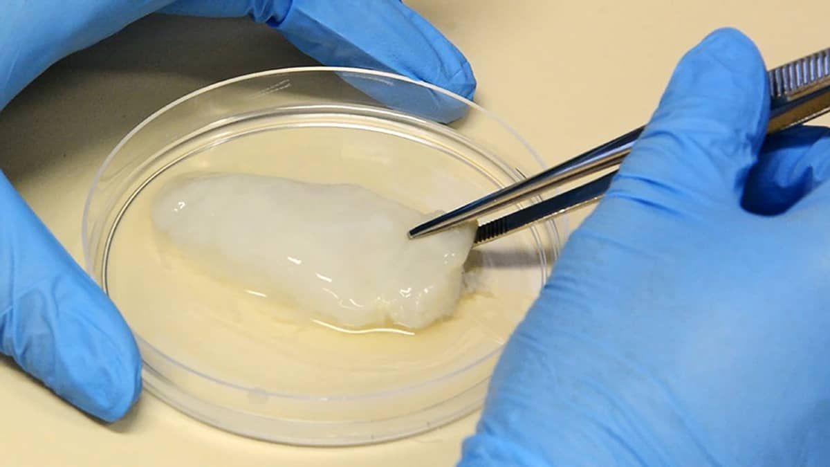 Embrapa anuncia filé de frango de laboratório para final desse ano