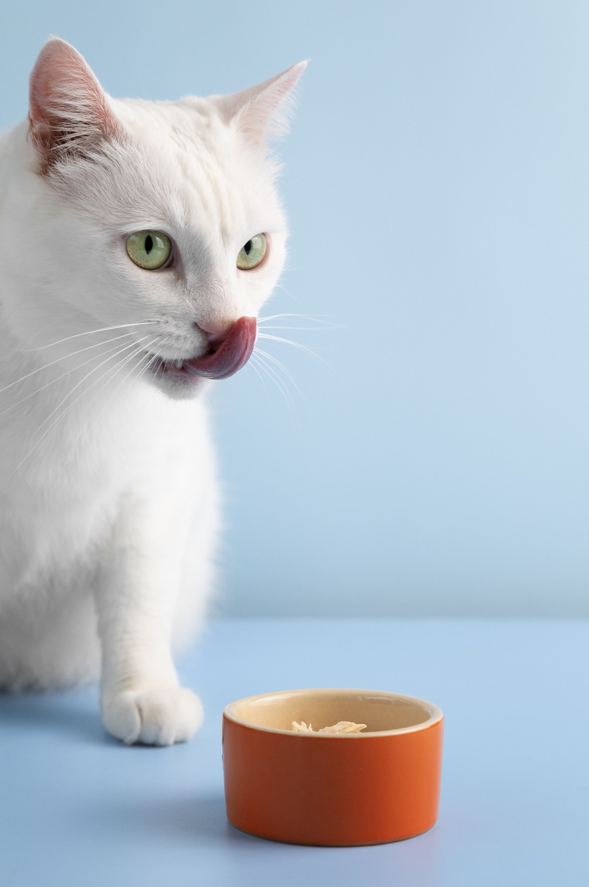 Gatos podem comer sardinha enlatada? Entenda riscos e benefícios