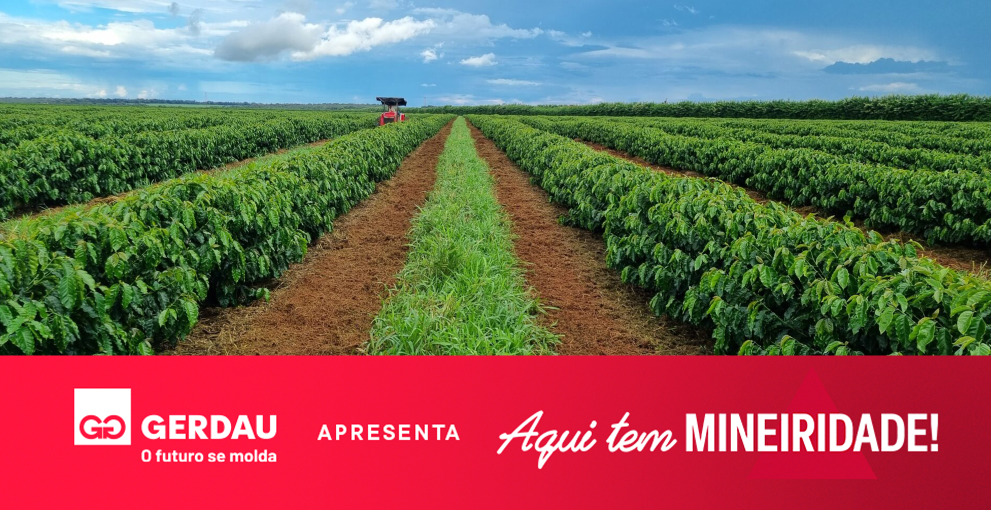 Café produzido no cerrado mineiro é eleito o melhor do mundo