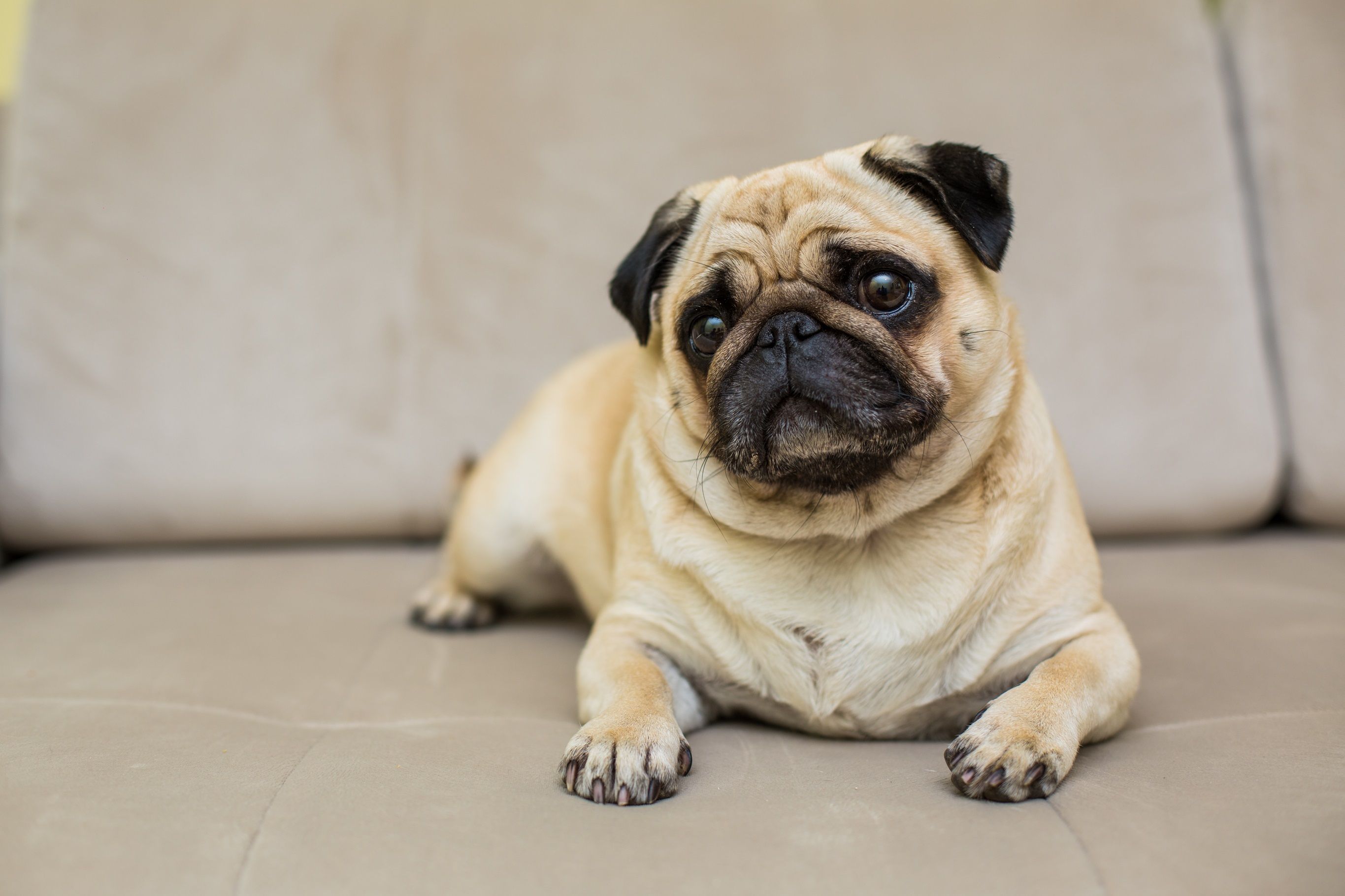 Como aliviar o calor de pugs, bulldogs e outras raças braquicefálicas em dias quentes