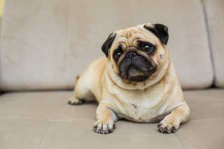 Manter a vacinação em dia, evitar ambientes com odores fortes e garantir acompanhamento veterinário regular são medidas simples que ajudam a proteger a saúde respiratória dos cães