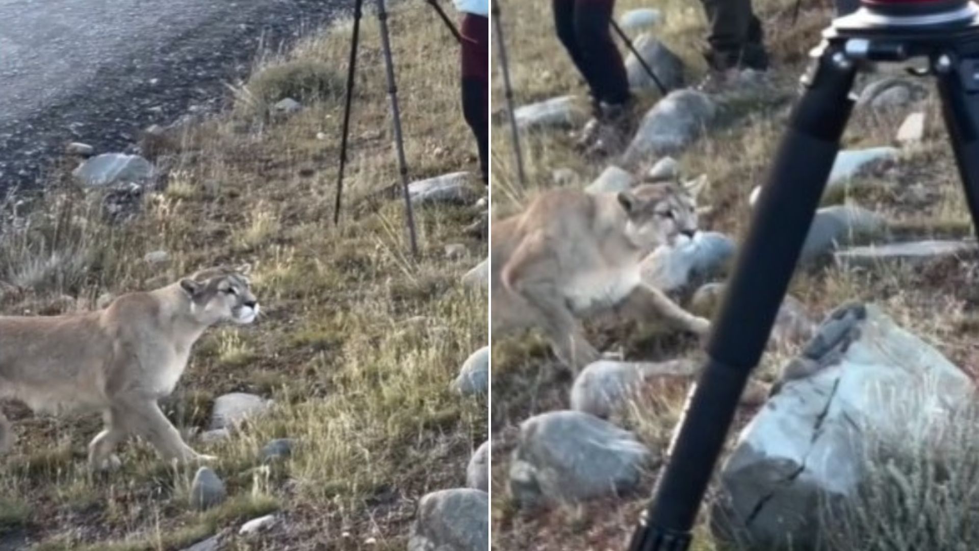 Vídeo: turistas flagram de perto puma caçando presa em parque no Chile