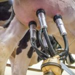 Epamig oferece evento gratuito para produtores de leite, a partir de quarta-feira (28)  