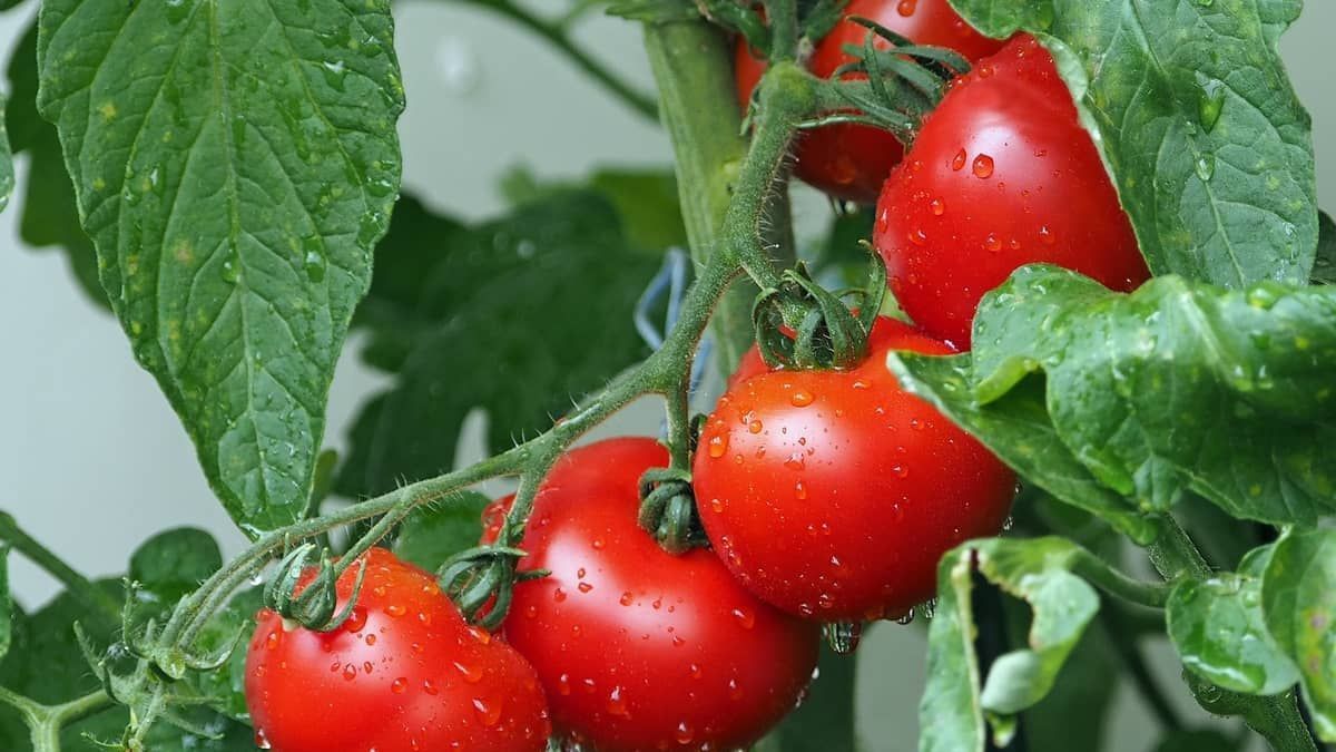 Plantas sofrem e ficam estressadas quando estão sem água ou são cortadas; entenda  