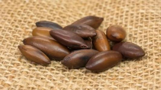 Quando torrada, o gosto da castanha de baru se assemelha ao do amendoim e da castanha de caju