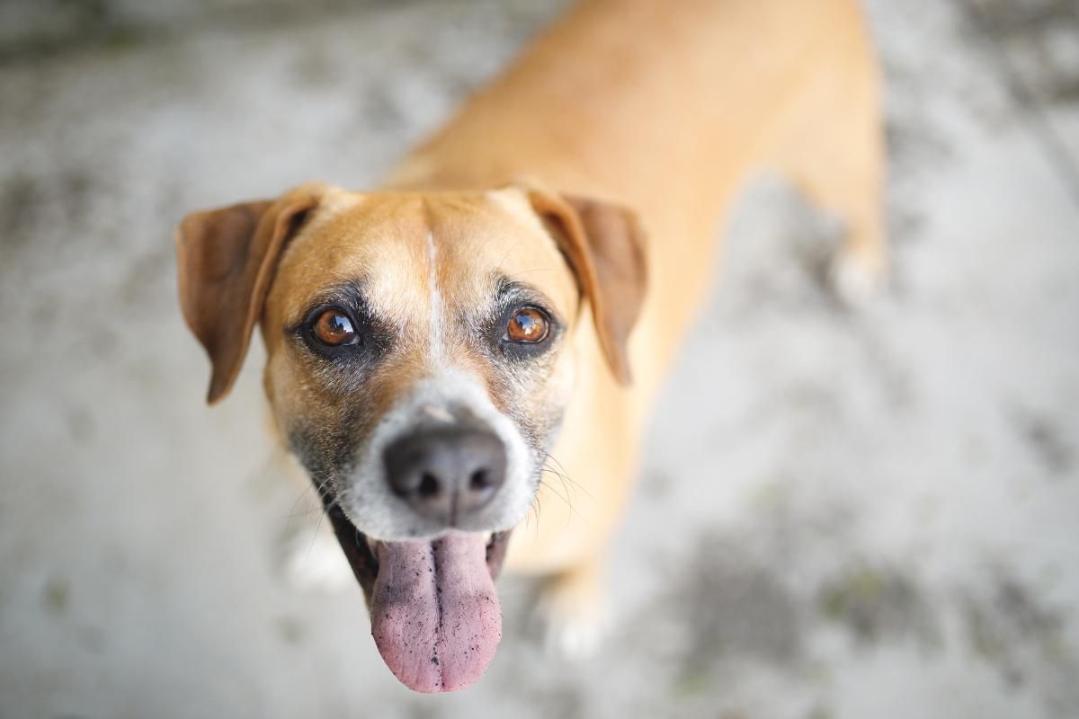 Cães vira-latas são destaque em ‘censo’ pet; veja nomes e raças mais comuns no Brasil