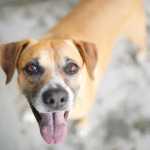 Cães vira-latas são destaque em ‘censo’ pet; veja nomes e raças mais comuns no Brasil