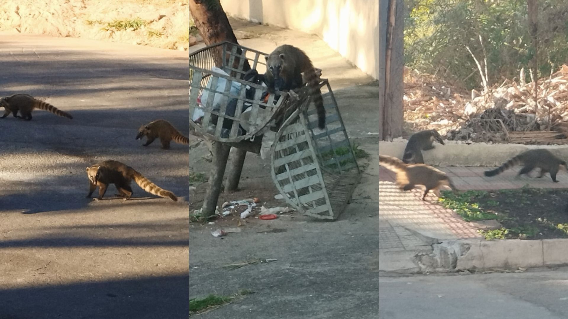 Pesquisa quer mapear população de quatis em BH; levantamento depende de aval ambiental
