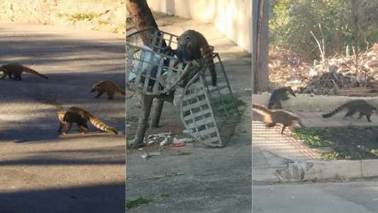 Quatis invadem cestas de lixo no bairro Buritis, na região Oeste da capital