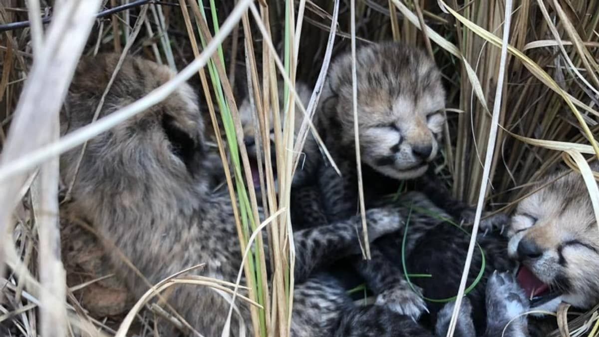 Vídeo: quatro guepardos nascem na Índia após décadas de extinção 
