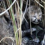 Vídeo: quatro guepardos nascem na Índia após décadas de extinção 