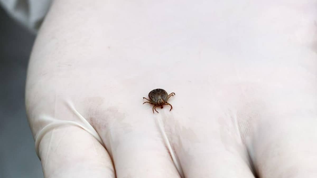 Febre maculosa: todo carrapato pode transmitir a doença? Entenda