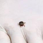 Febre maculosa: todo carrapato pode transmitir a doença? Entenda