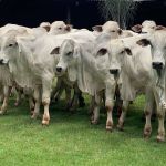 Criadores de Nelore preparam série de leilões de gado de elite  