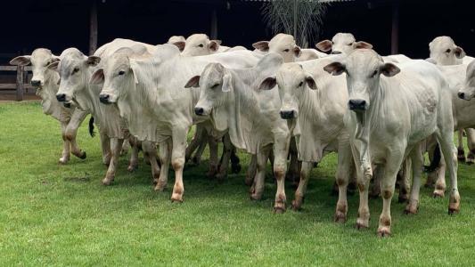 Quatrocentos animais Nelore, entre machos e fêmeas, de tradicionais criadores do Brasil serão ofertados