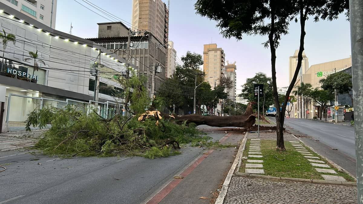 Vídeo: árvore cai na avenida Olegário Maciel no Centro de BH e bloqueia rua 