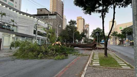 Queda da árvore foi flagrada por câmeras de segurança