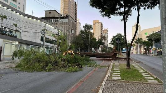 Queda da árvore foi flagrada por câmeras de segurança