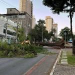 Vídeo: árvore cai na avenida Olegário Maciel no Centro de BH e bloqueia rua