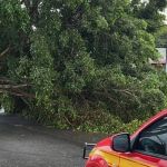 Árvores caem, atingem carro e arrancam até o asfalto após tempestade em Minas; veja fotos