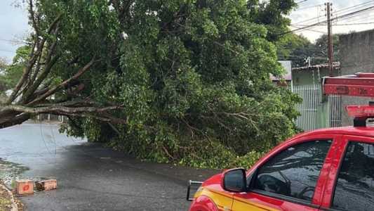 Queda de árvore atingiu carros e arrancou asfalto