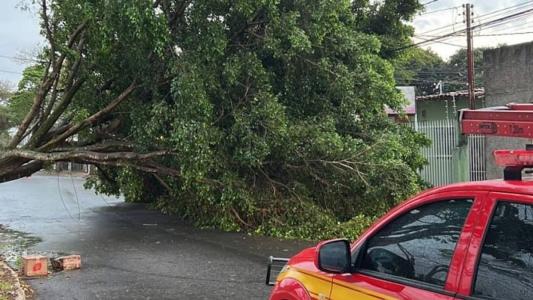 Queda de árvore atingiu carros e arrancou asfalto