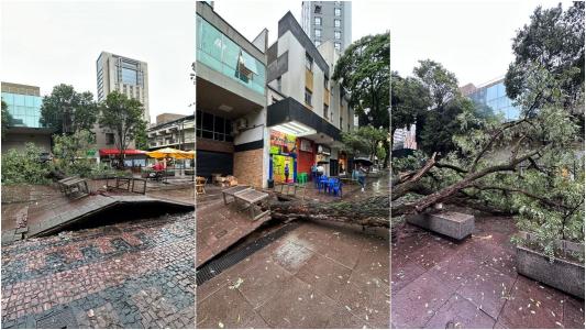 Queda de árvore destruiu quarteirão fechado na Savassi, Região Centro-Sul de BH