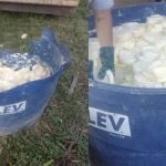 Polícia apreende 11 toneladas de queijo com fezes de rato e larvas em MG