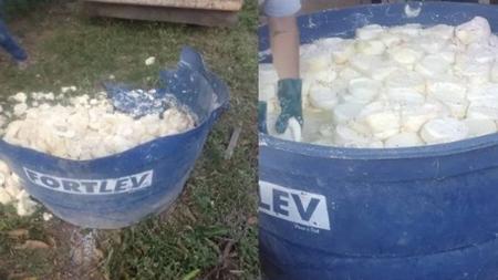 Queijos eram conservados em salmoura dentro de caixas d'água