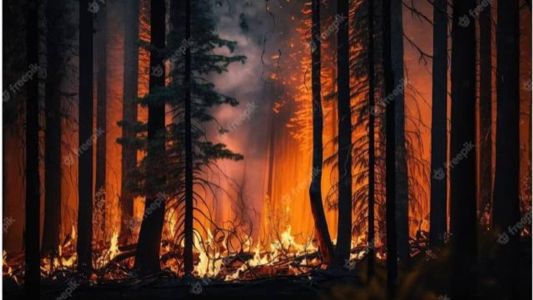 Muitos focos de incêndio surgem pela falta de informação ou até mesmo pela falta de educação das pessoas