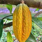 Mercado do cacau cresce em São Paulo com clones adaptados ao clima