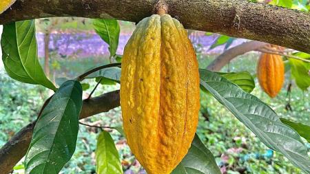 Cacau