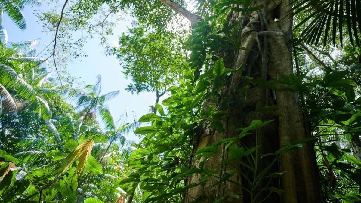 Quem protege a Floresta Amazônica? Entenda