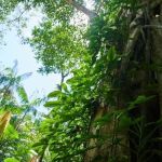 Quem protege a Floresta Amazônica? Entenda